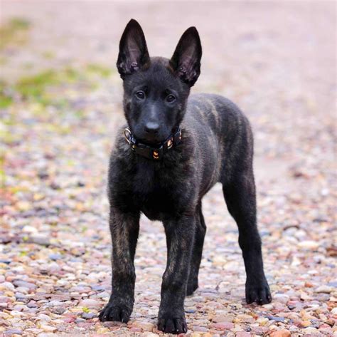 Step two is starting your puppy S earch. . Dutch shepherd puppy for sale